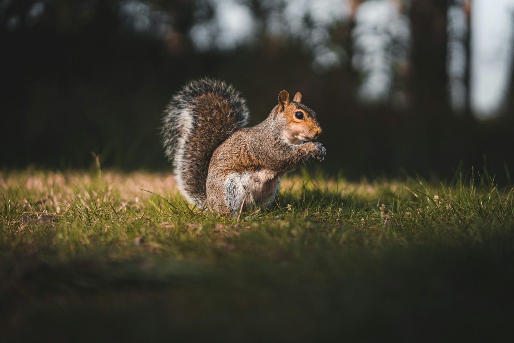 a squirrel lying on the grass