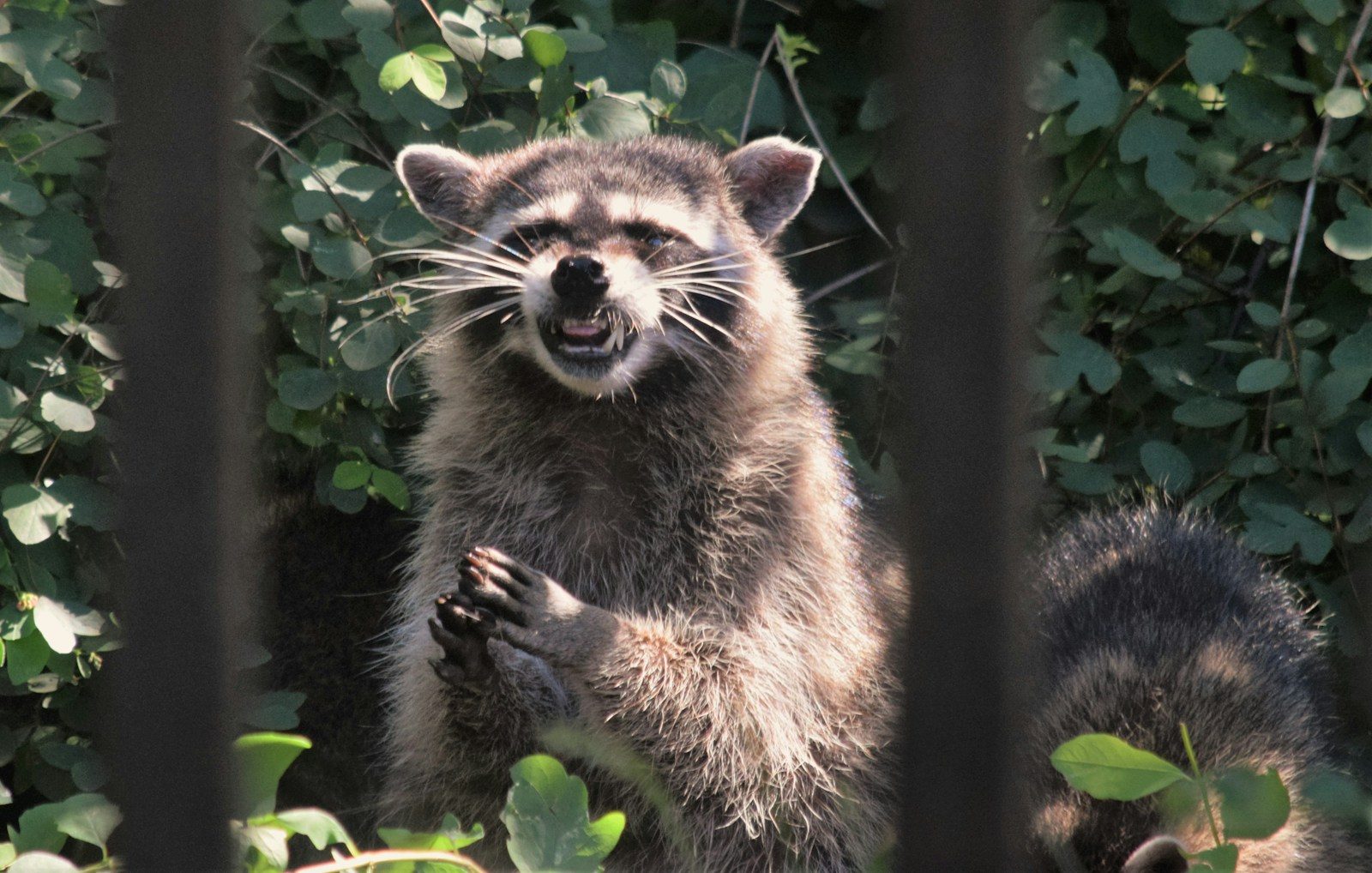 a raccoon standing on its hind legs in a fenced in area