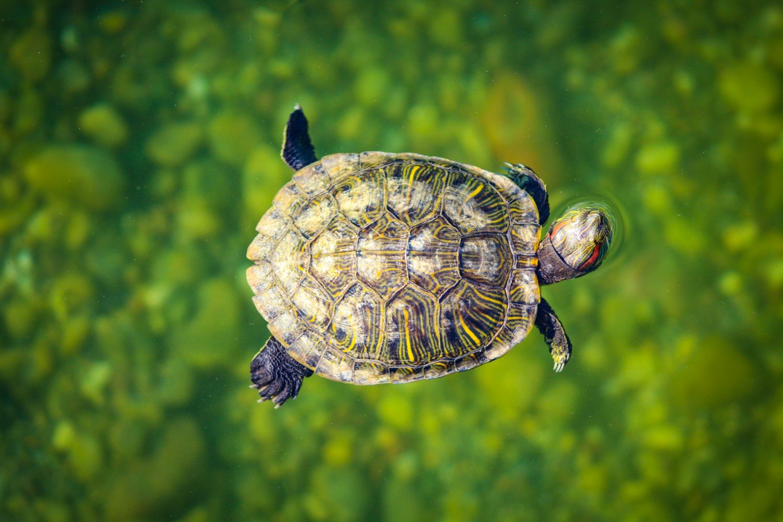 Water Turtle Throws Its Own Pool Party With an Inflatable Ring