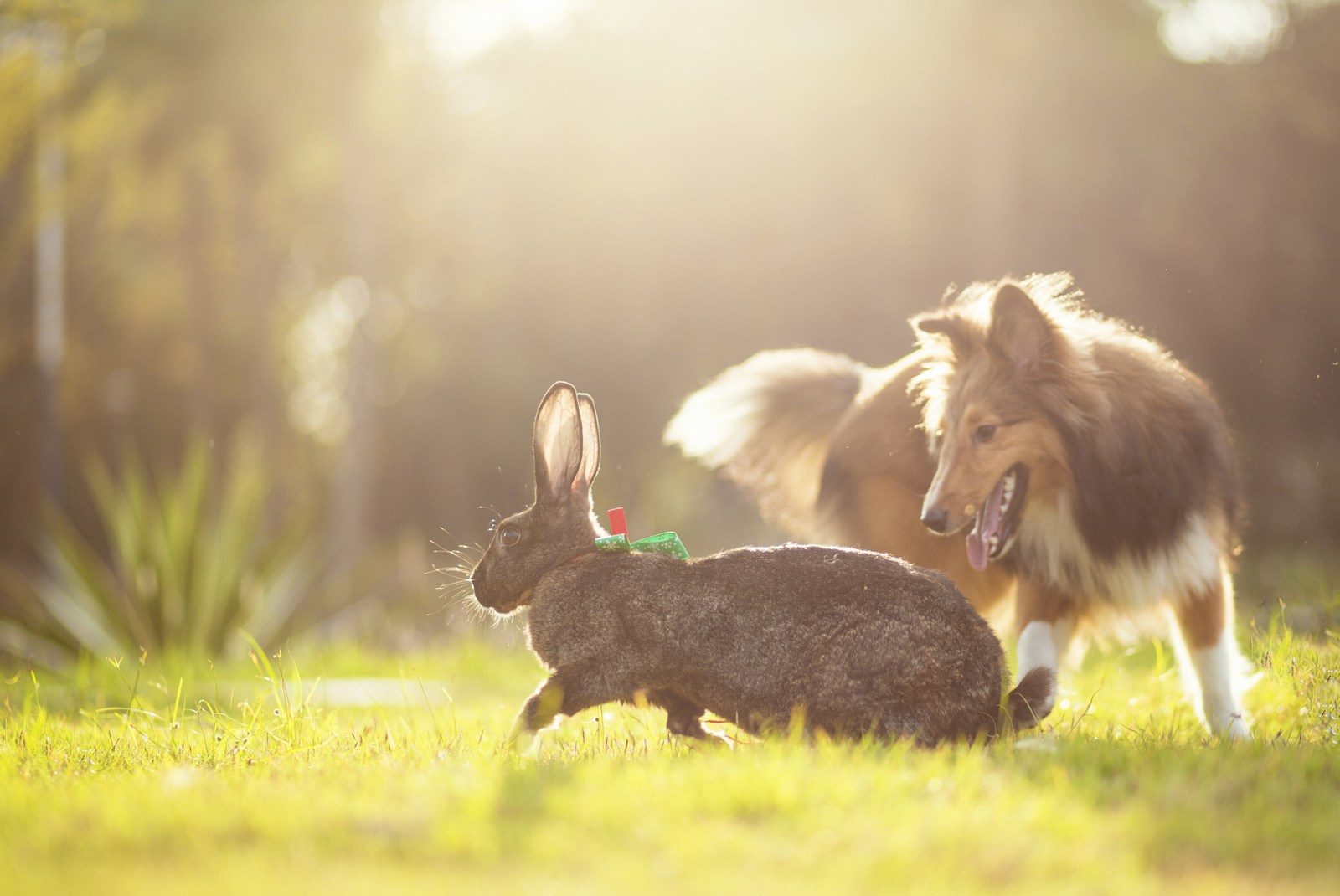 brown and white rabbit on green grass during daytime