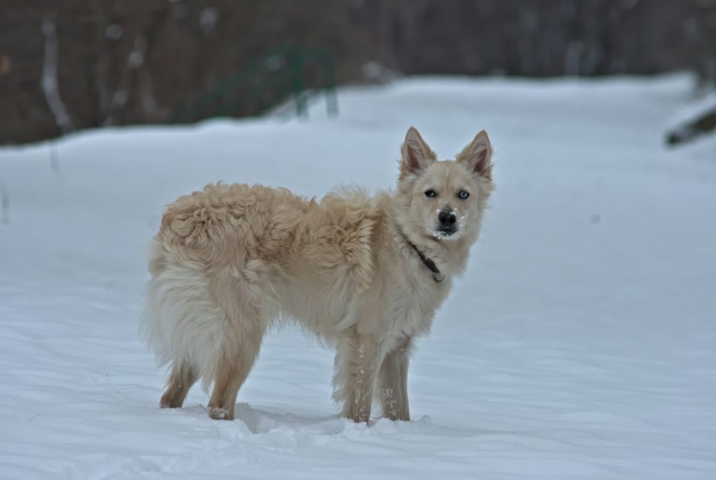 A cream-colored dog stands in the snow