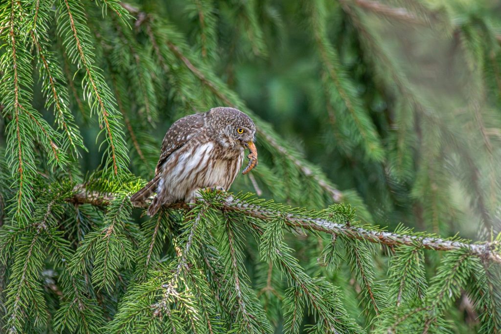 A small owl perched on a pine tree branch