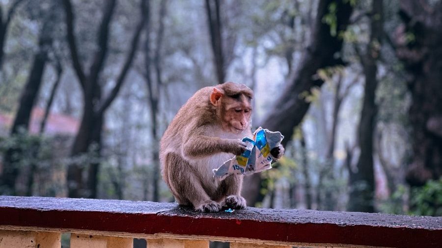 a monkey sitting on top of a wooden fence