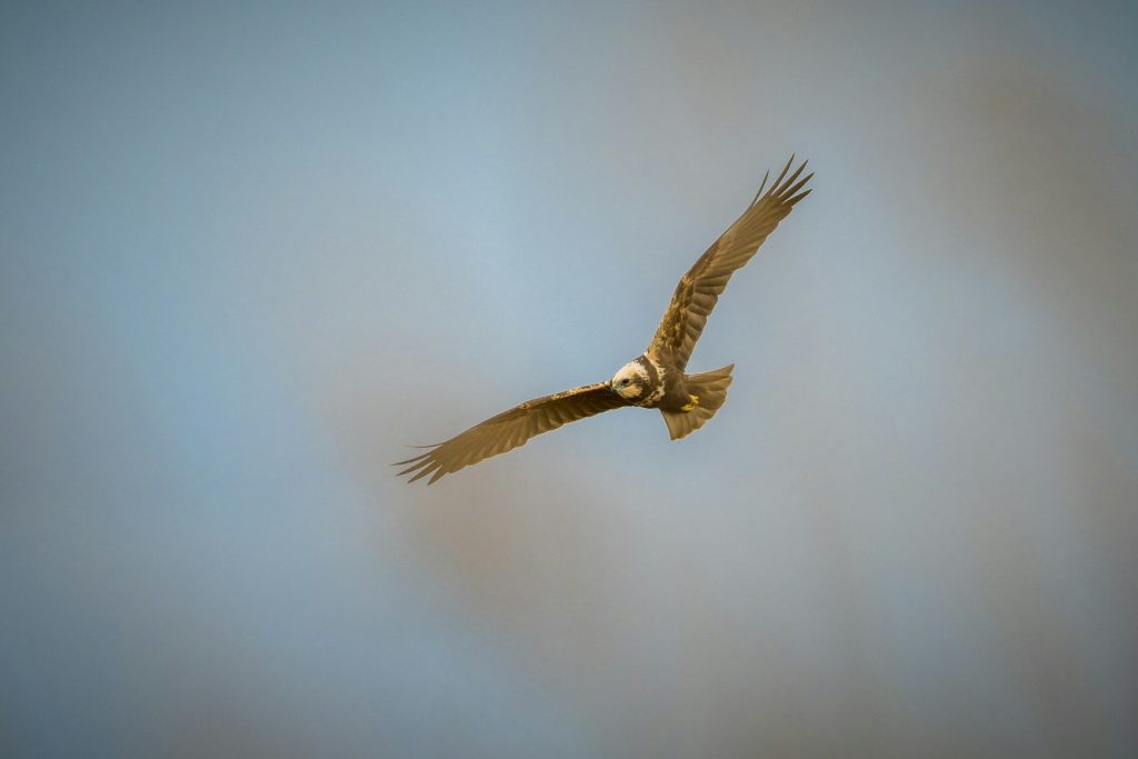A hawk soars through a pale blue sky