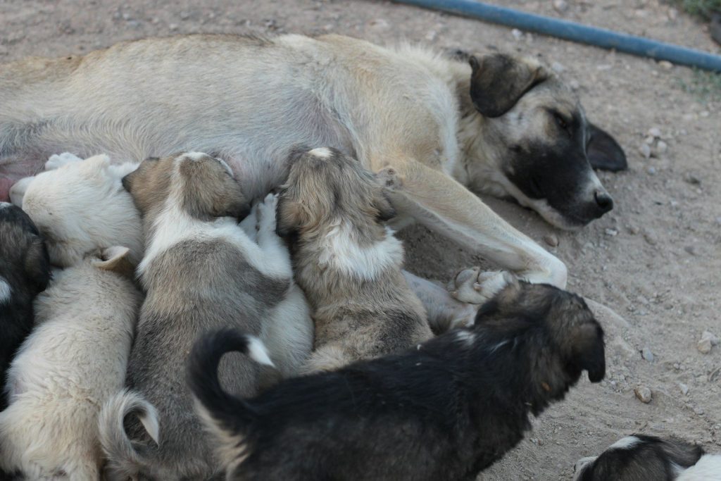 white and brown short coated dogs lying on black textile