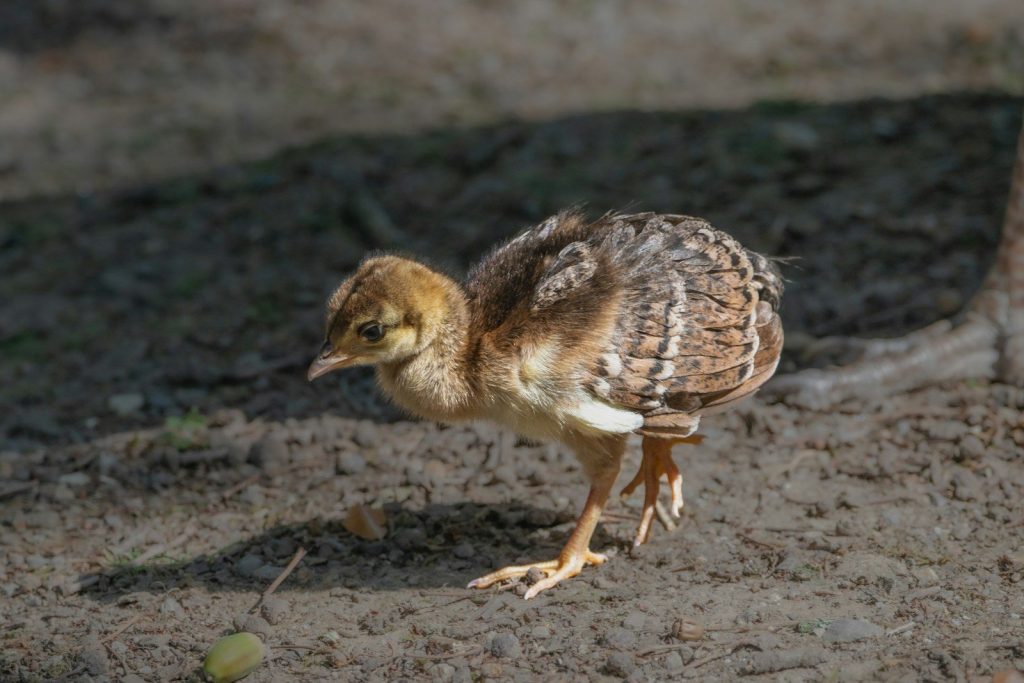 A small chick walks on the ground