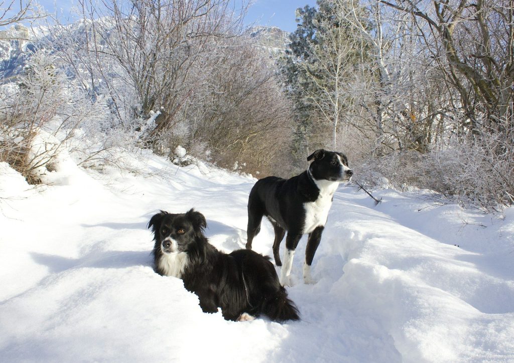 a couple of dogs that are standing in the snow
