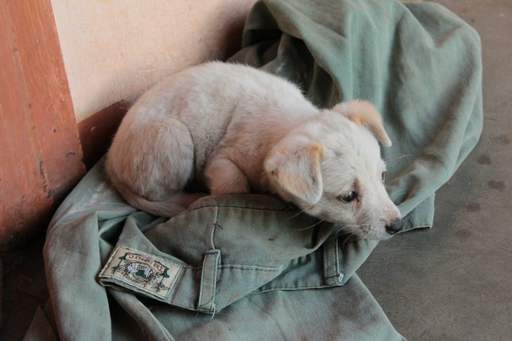 A small white puppy rests on green fabric.