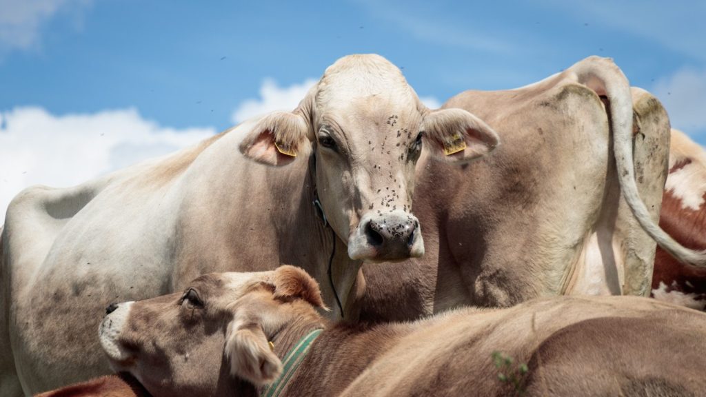 three brown cattle