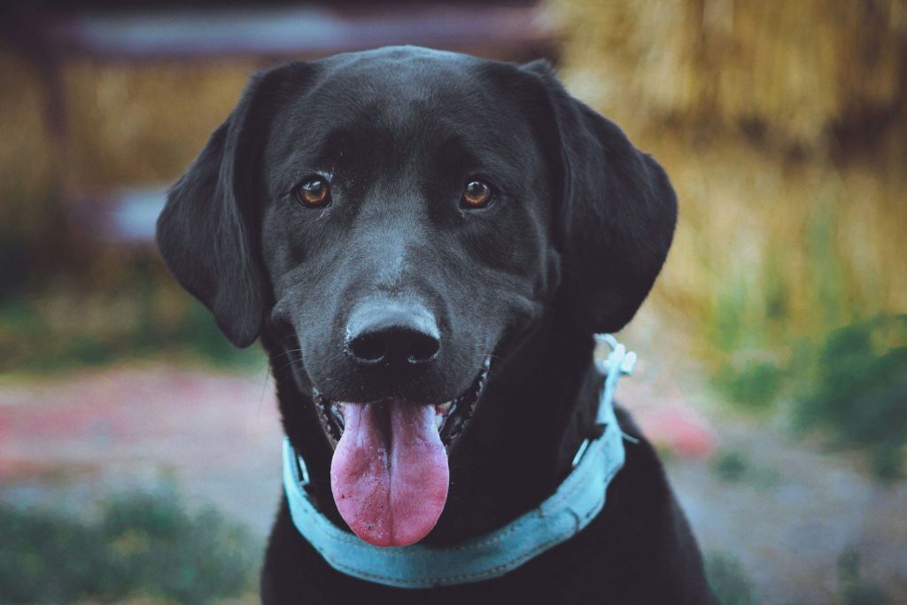 a close up of a black dog with a blue collar