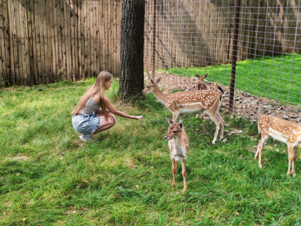 Young woman feeding deer in a grassy enclosure