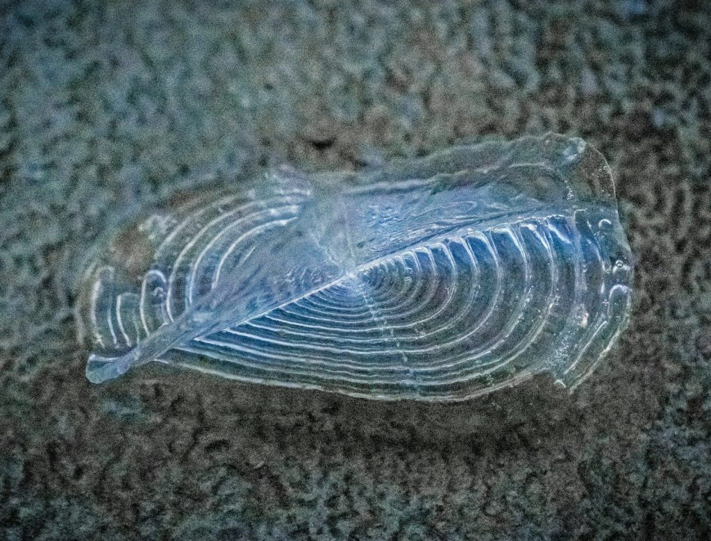 A delicate shell with concentric, ribbed patterns.