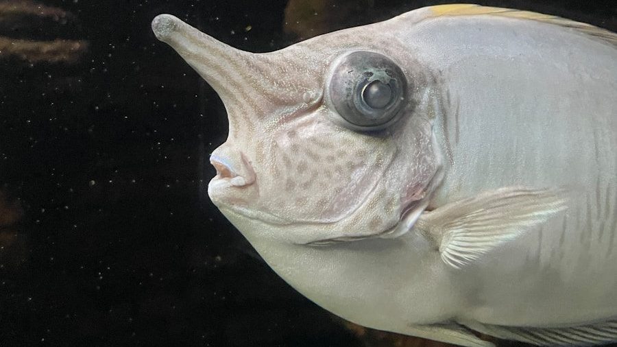 a fish in a tank