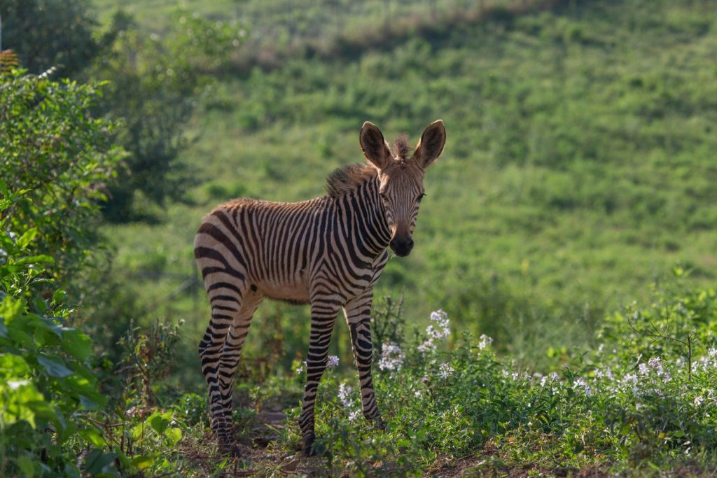 A young zebra stands in a grassy field.