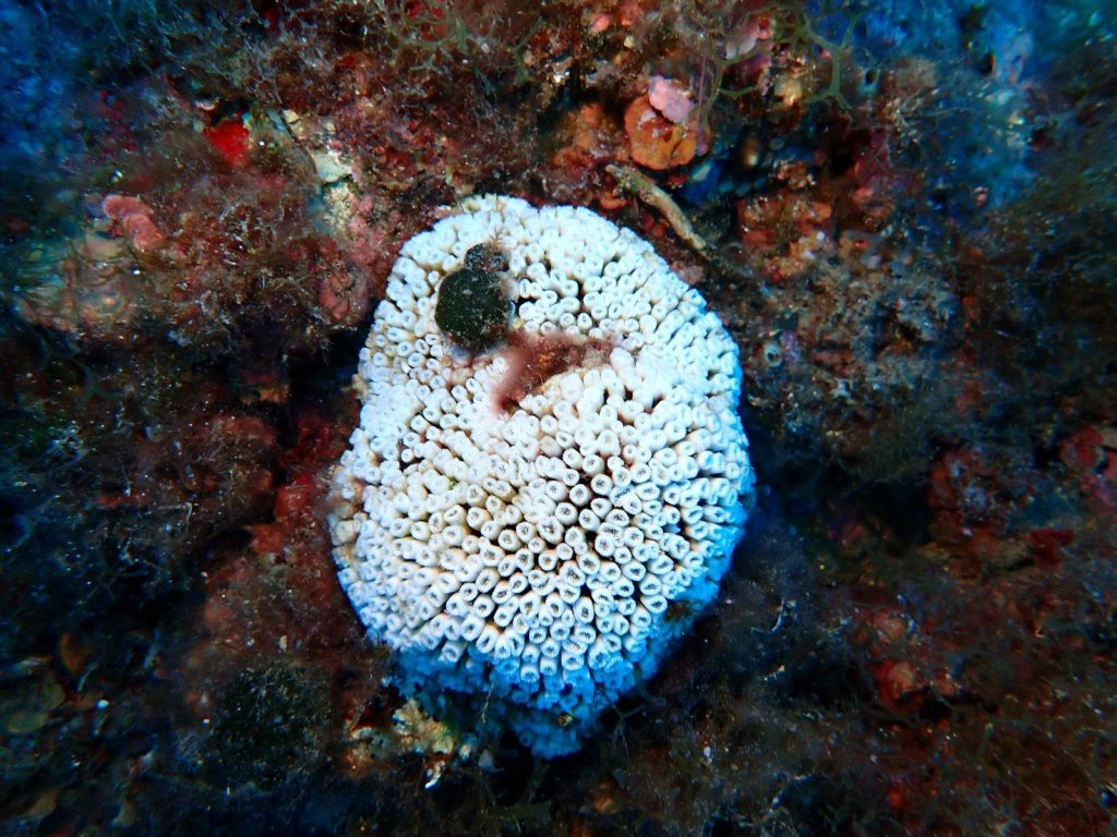 A white sea sponge with small openings on coral reef.