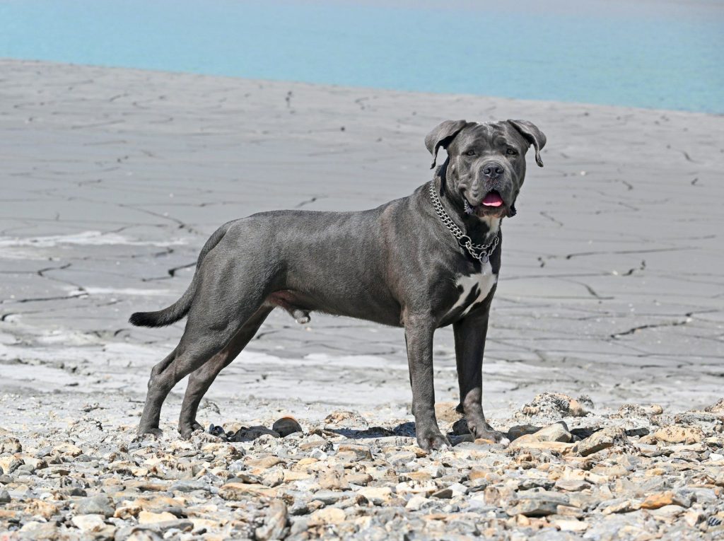 A large gray dog standing on top of a rocky beach