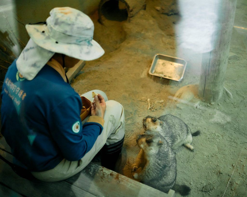 Zookeeper feeding prairie dogs in enclosure.