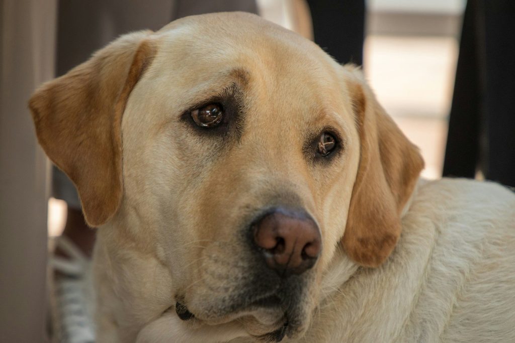 a close up of a dog with a sad look on his face