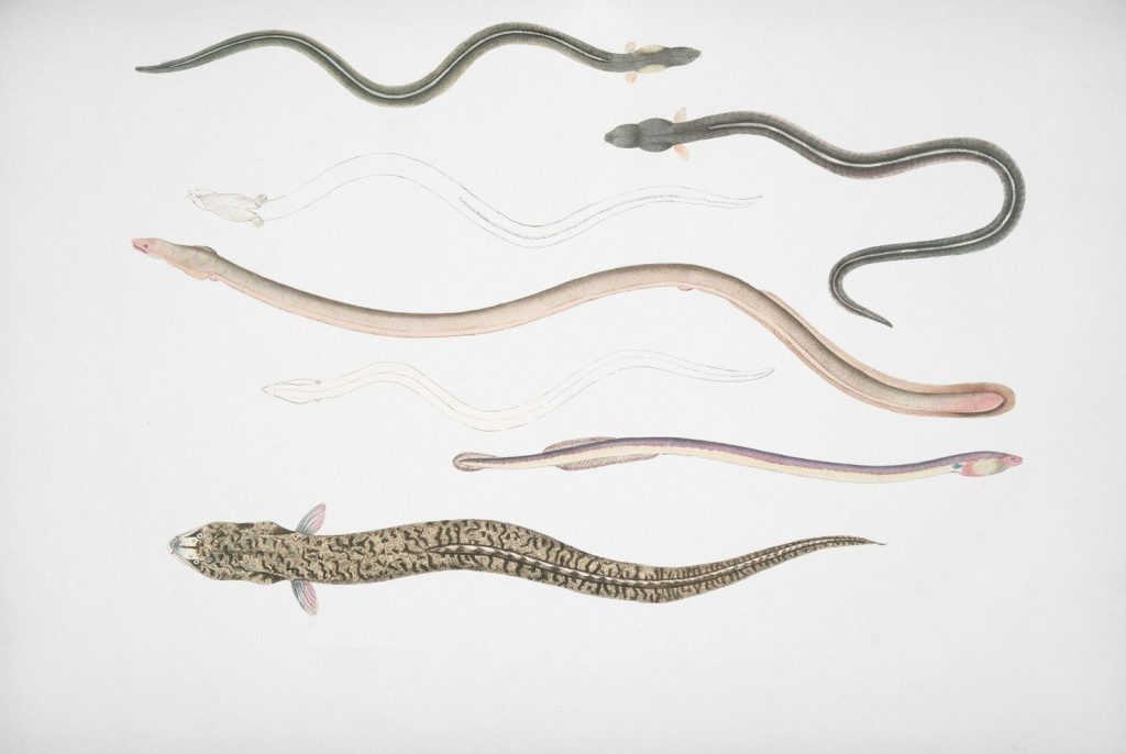 Several eels of various sizes and colors on white