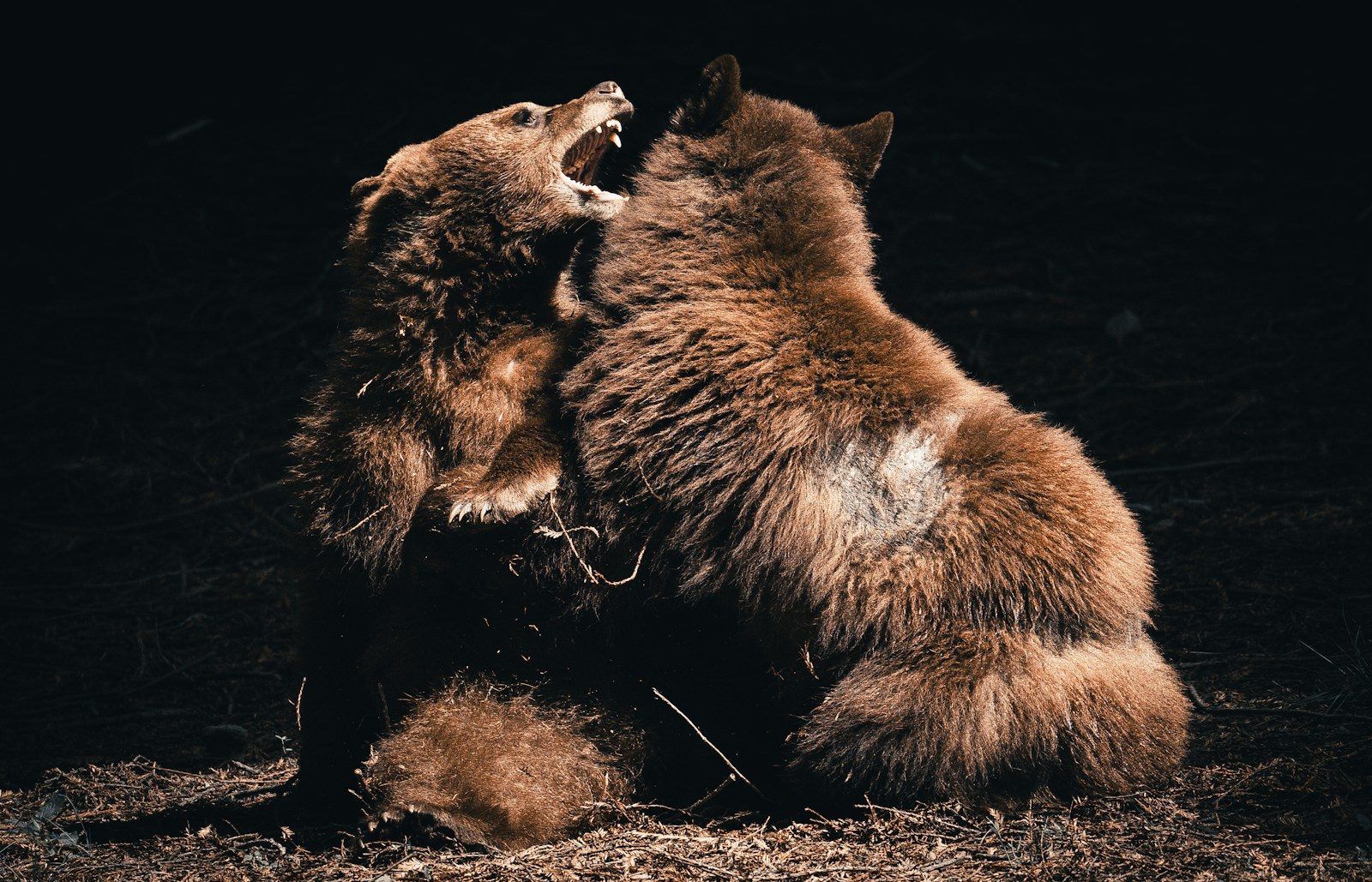 a couple of brown bears standing next to each other