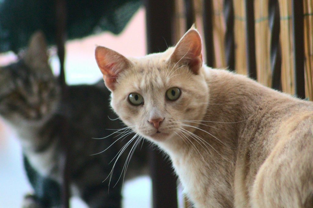 a cat looking at another cat