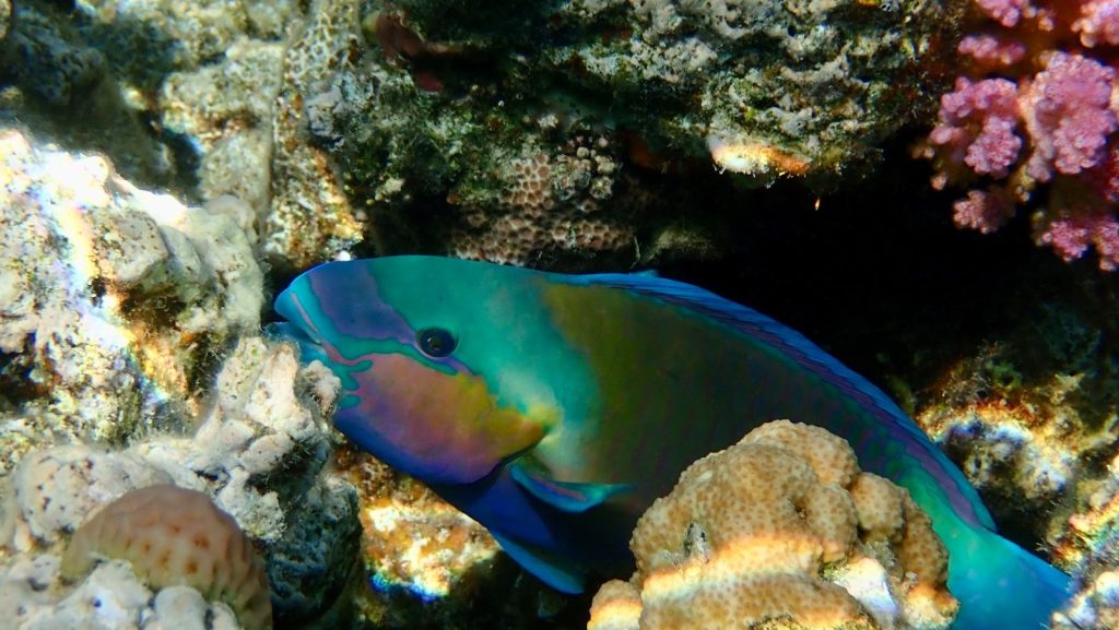 blue and yellow fish on coral reef