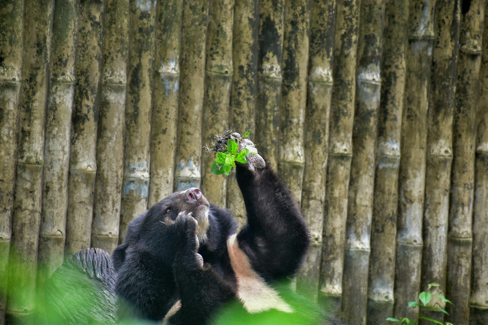 Beloved Black Bear Yonnie Dies at 27 After Long Battle With Age-Related Health Issues