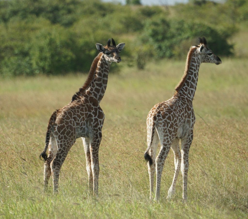 A couple of giraffe standing on top of a grass covered field