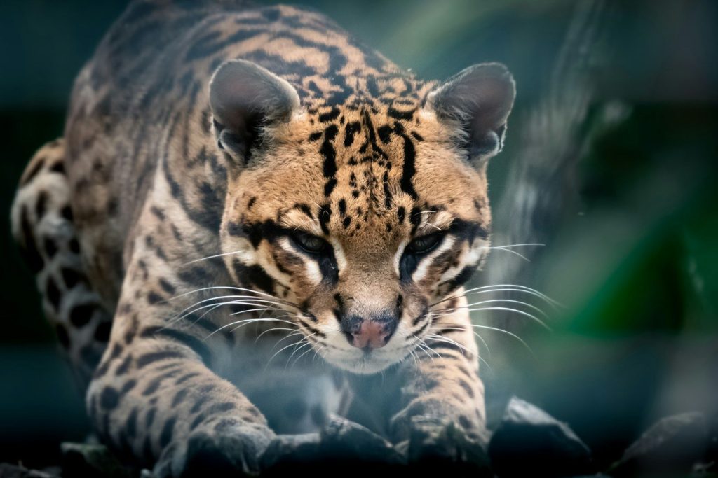 brown and black tiger in close up photography