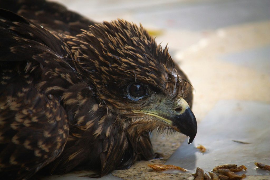 A close-up of a brown bird of prey.