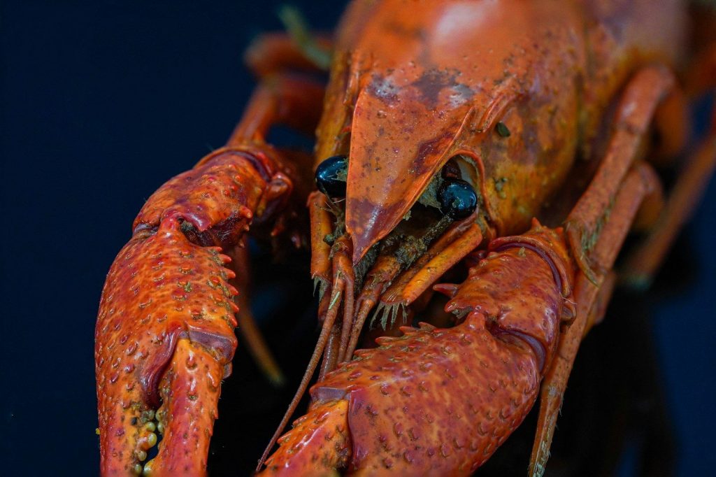 A close-up view of a red crayfish.