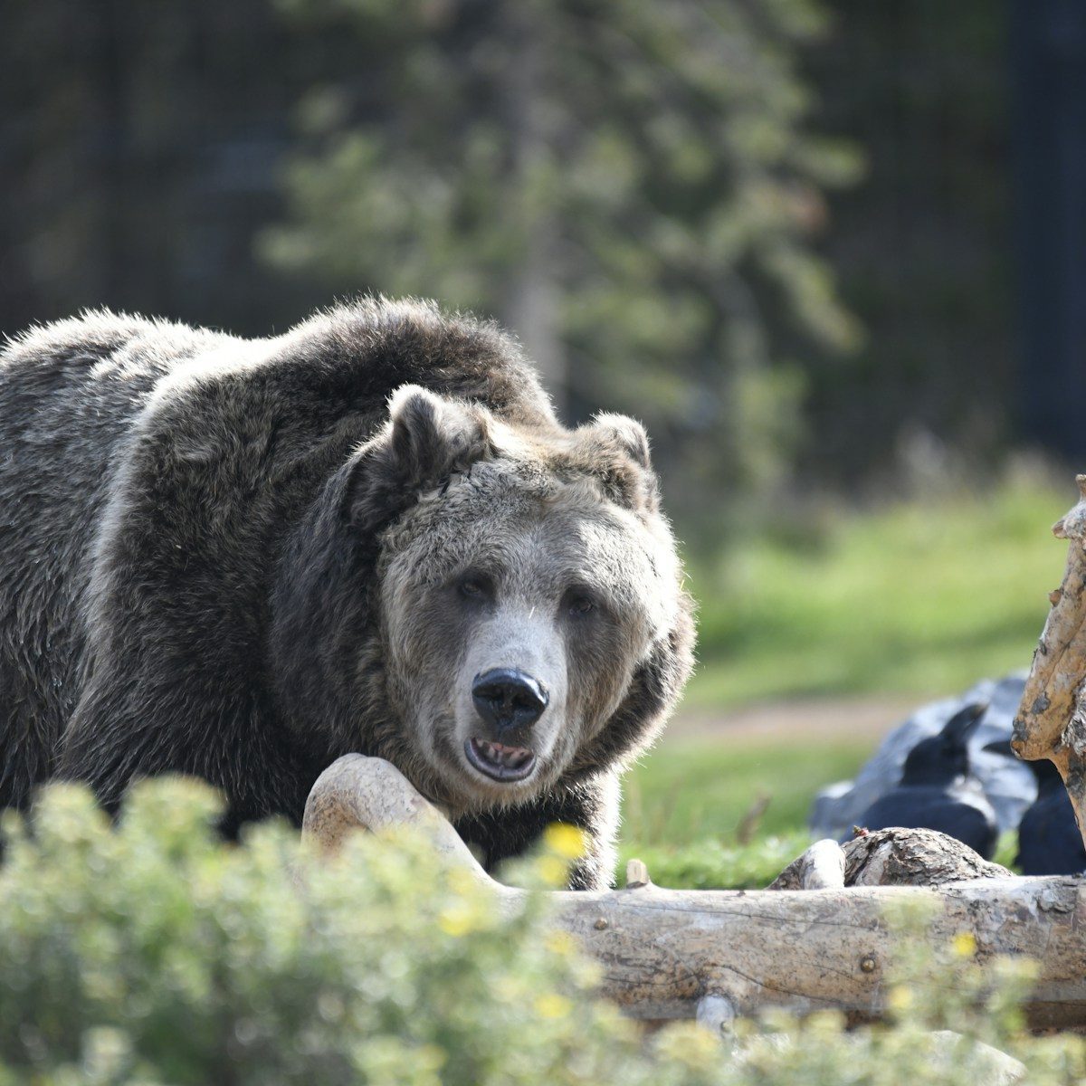 A grizzly bear looks forward in a grassy field.