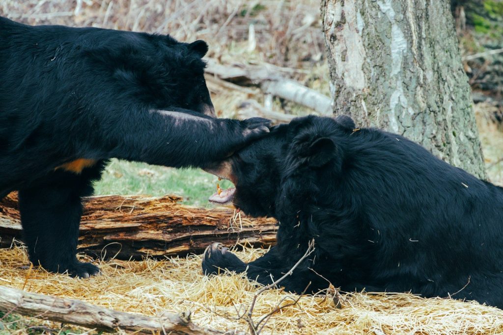 Two black bears appear to be interacting.
