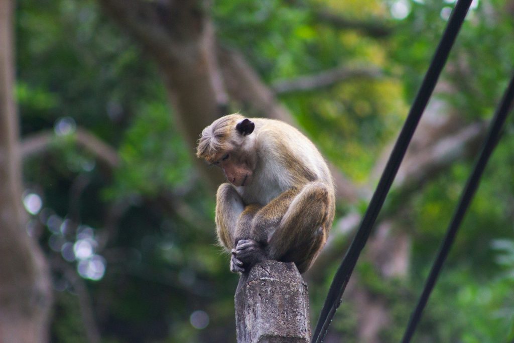 A monkey sits on a wooden post outdoors.