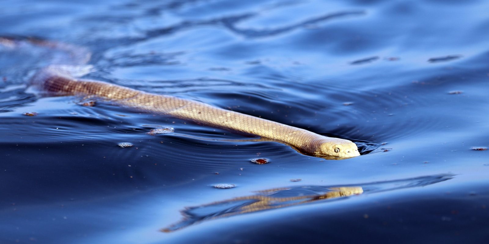 A snake swimming in blue water