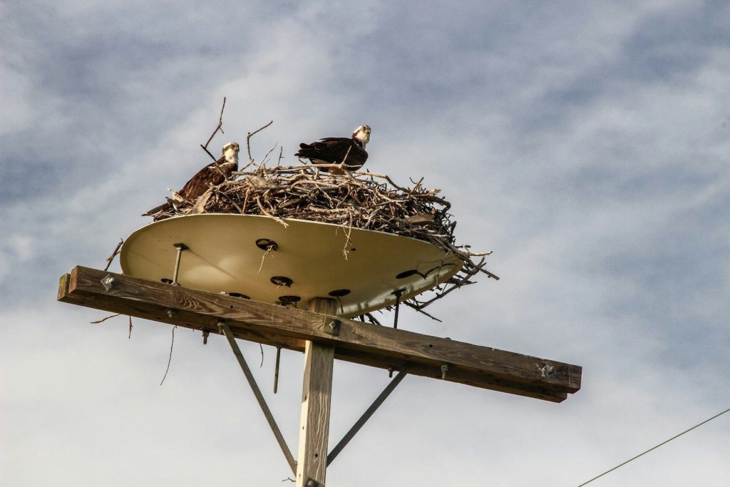 a nest of birds sitting on top of a wooden pole