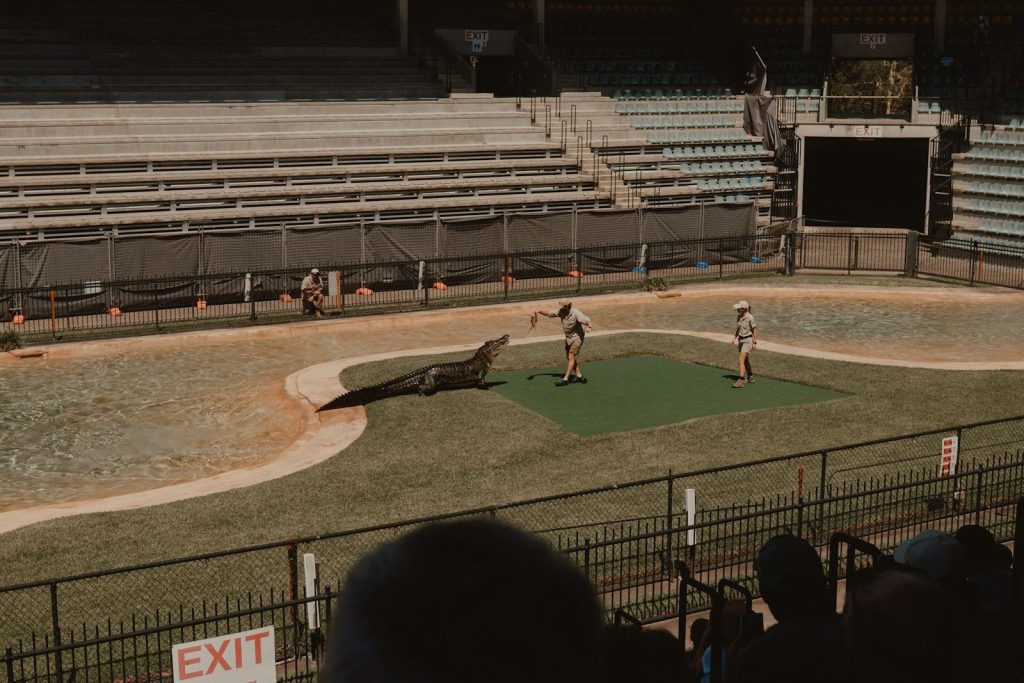 Alligator show at an amphitheater.