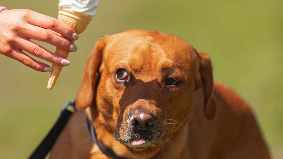 a dog with a leash