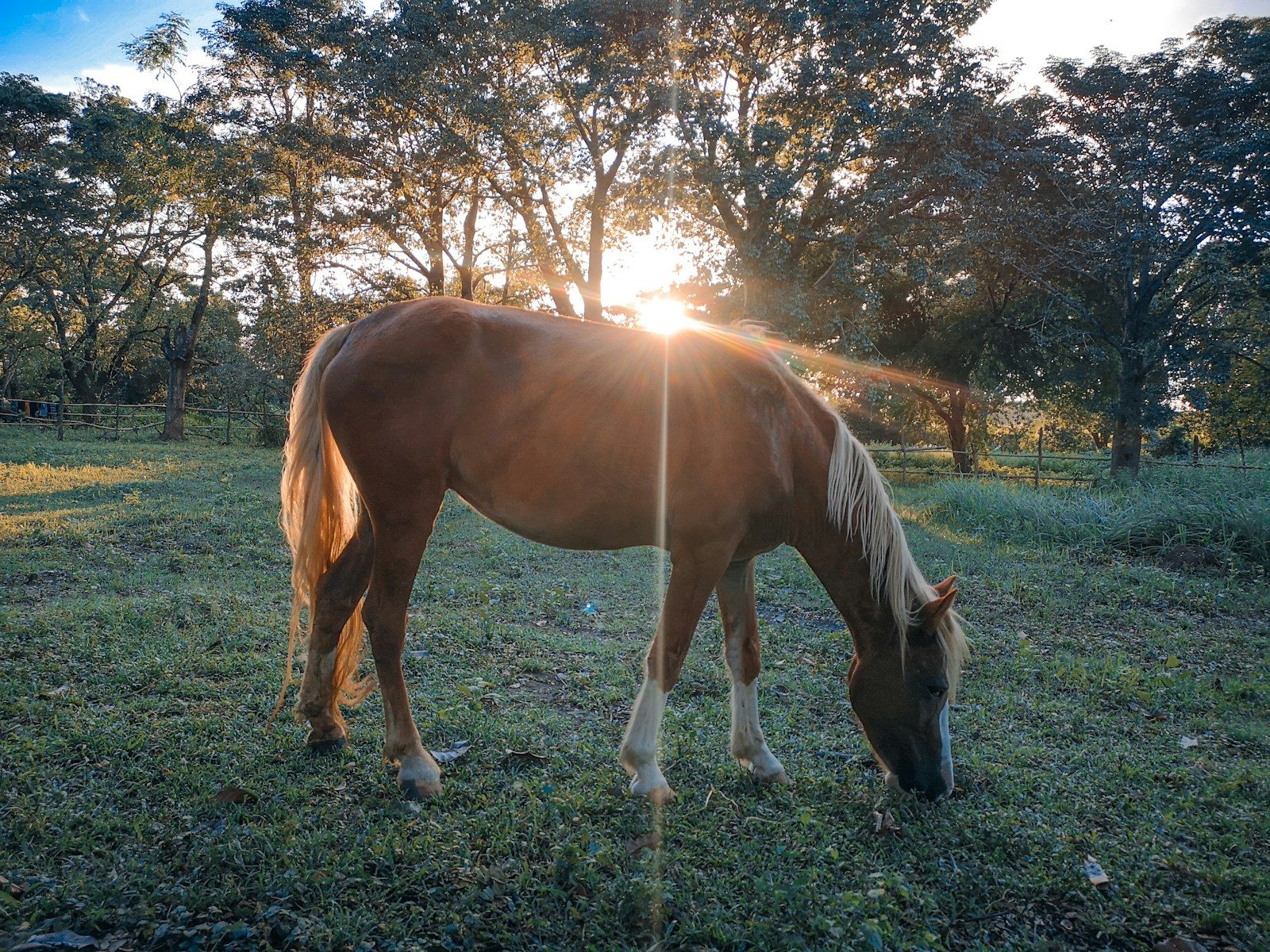 brown and white horse on green grass field during daytime