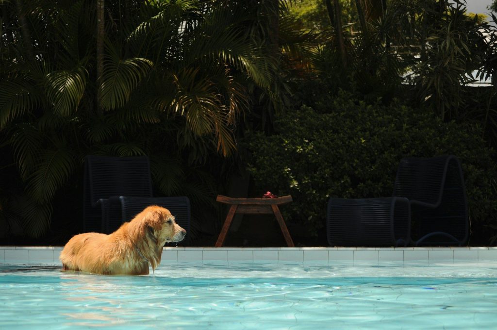 brown short coated dog in swimming pool during daytime