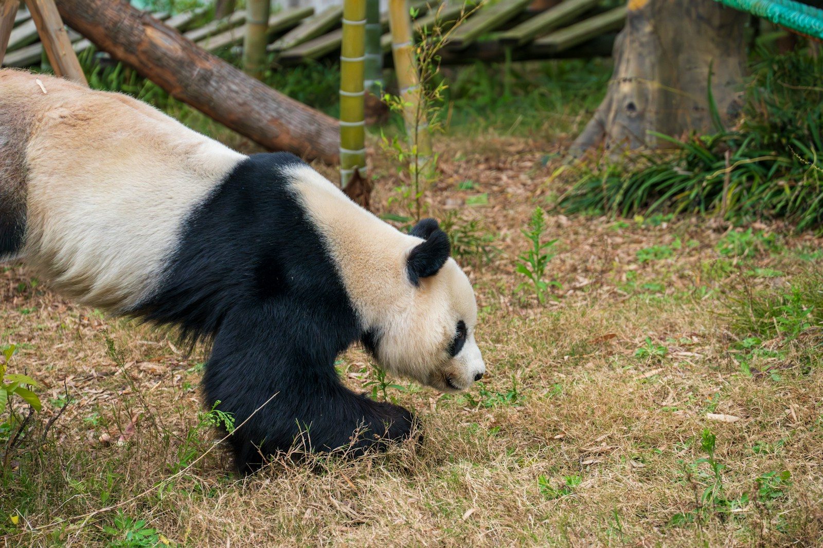 A panda walks through dry grass near bamboo
