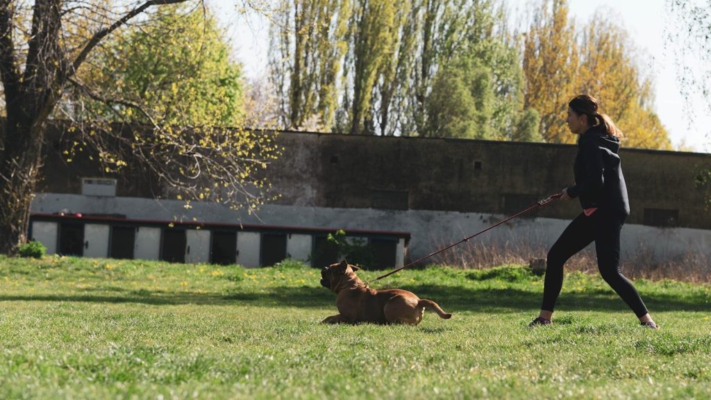 brown short coated dog on green grass field during daytime