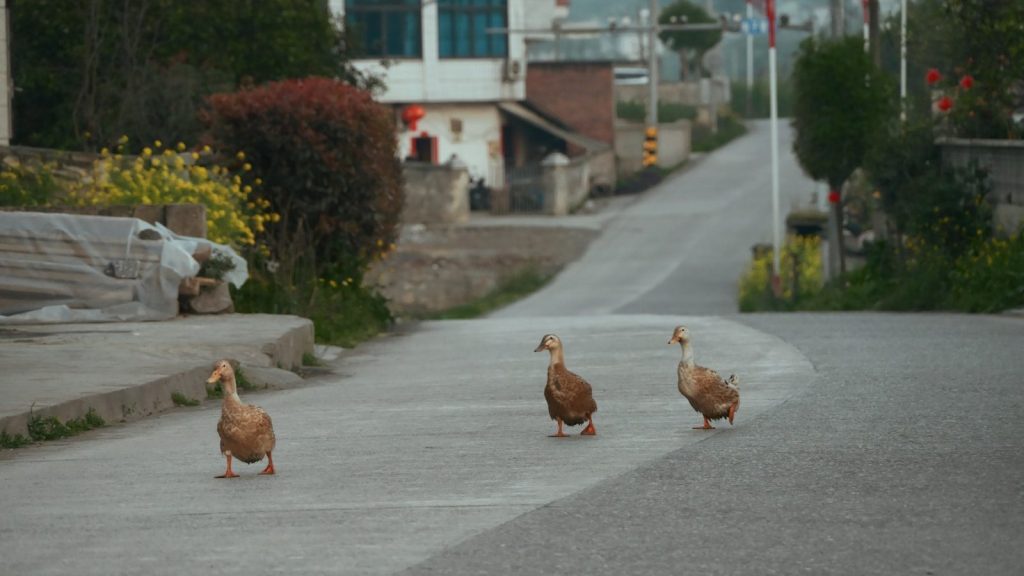 Three ducks walk on a paved road in a village.