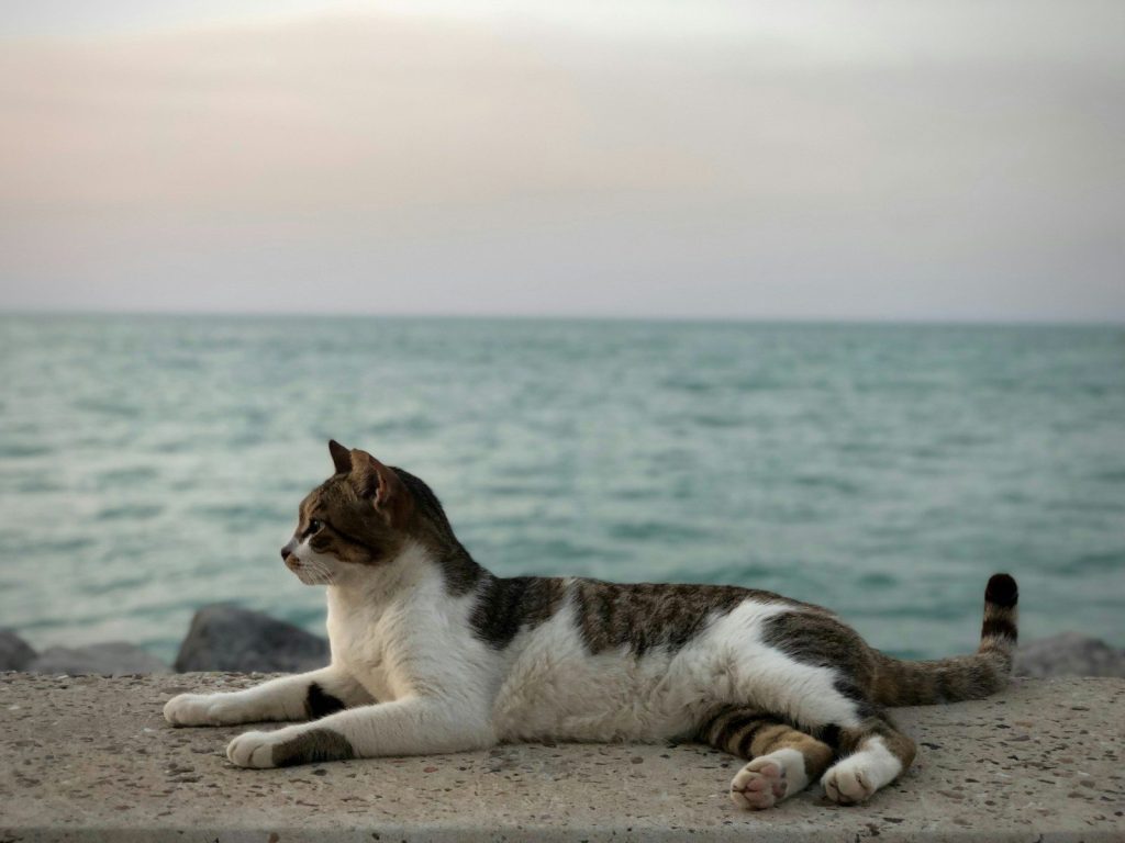 a cat laying on the ground next to the ocean