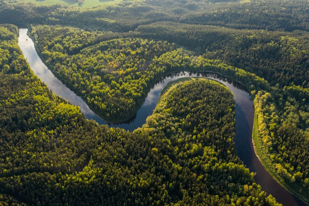 aerial view of green trees and river during daytime