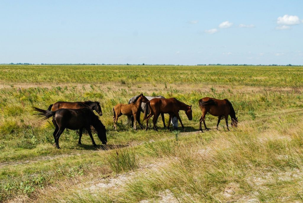 brown horses on green grass field during daytime