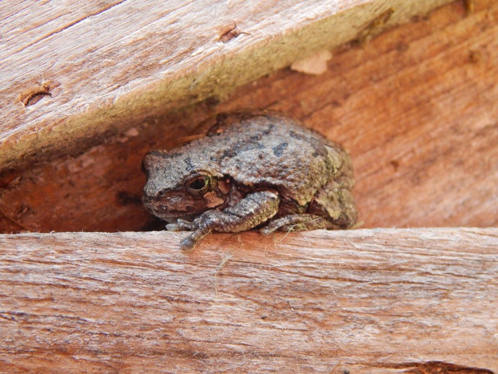 a lizard on a wood surface