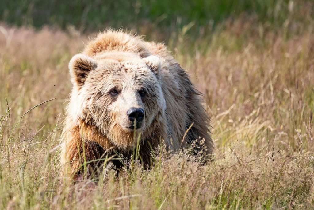 A brown bear stands in tall grass.