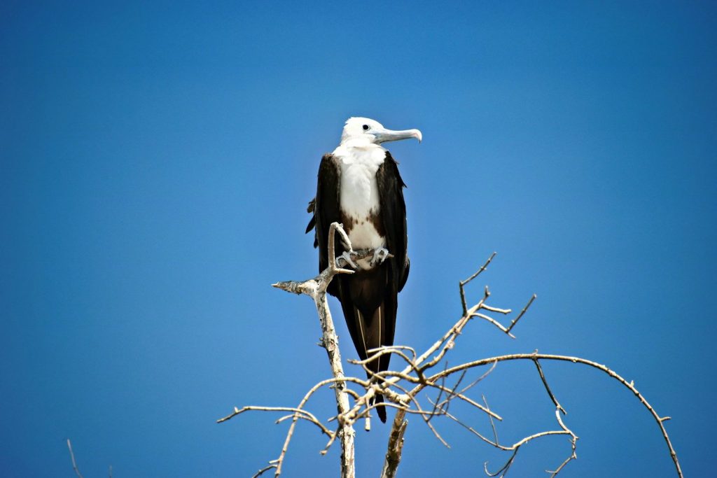 A bird perched on a bare tree branch