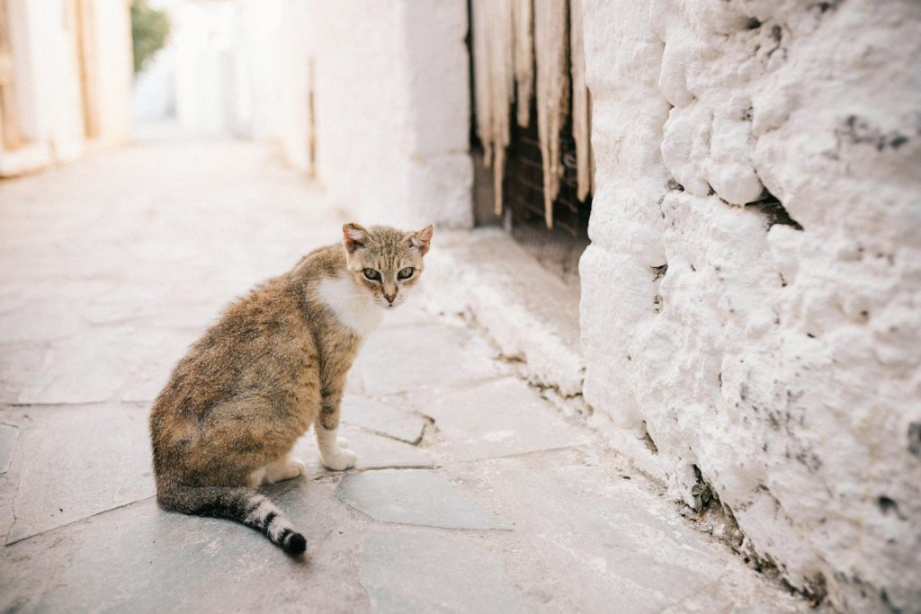 a cat sitting on the ground next to a building